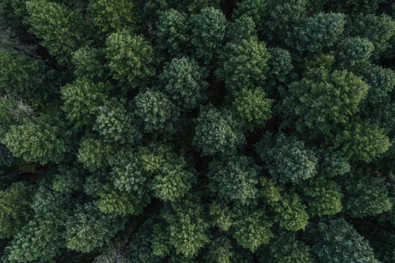 Aerial top-down view of dense conifer forest canopy filling the frame