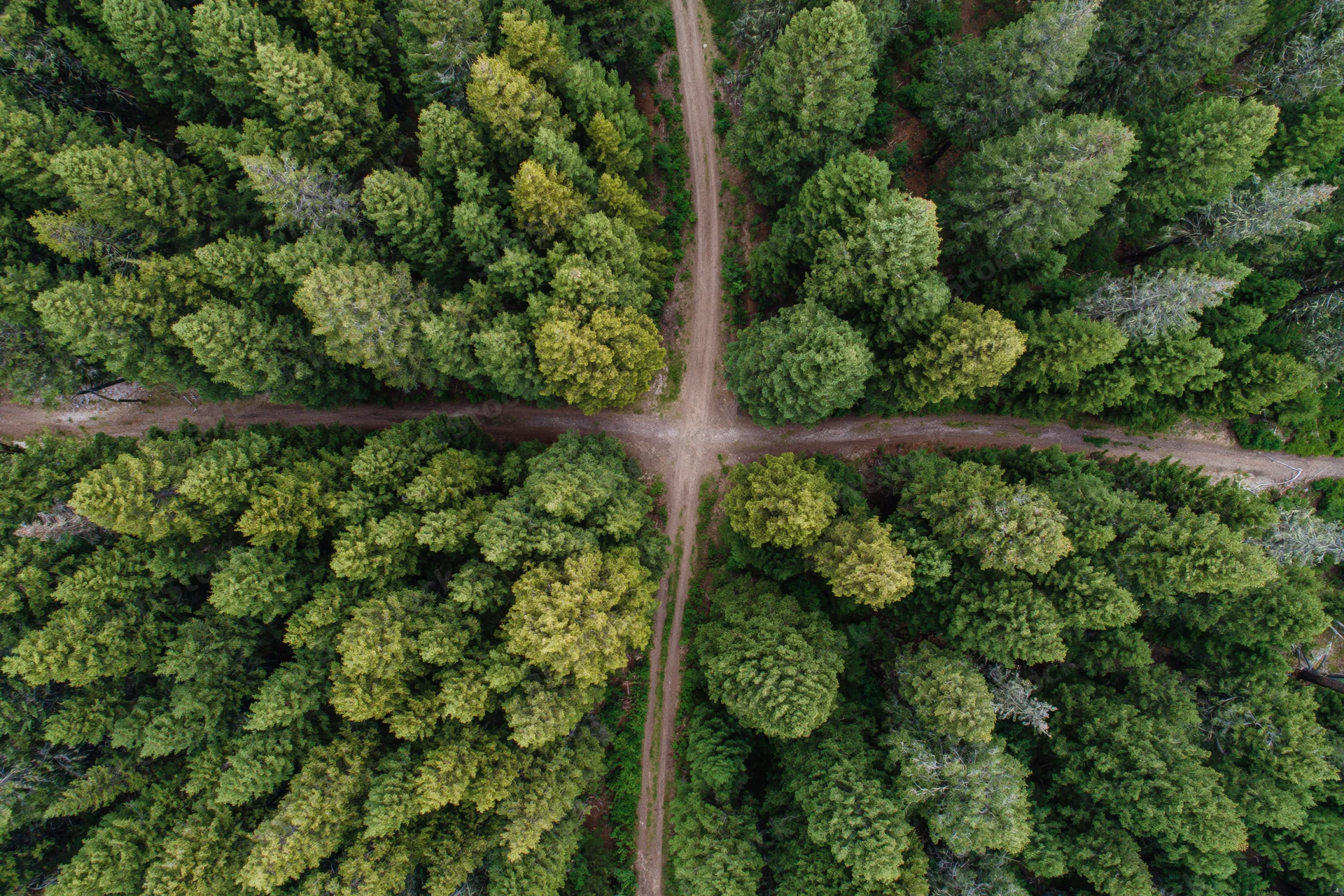 Aerial top-down view of a dense conifer forest with intersecting dirt paths forming a crossroads