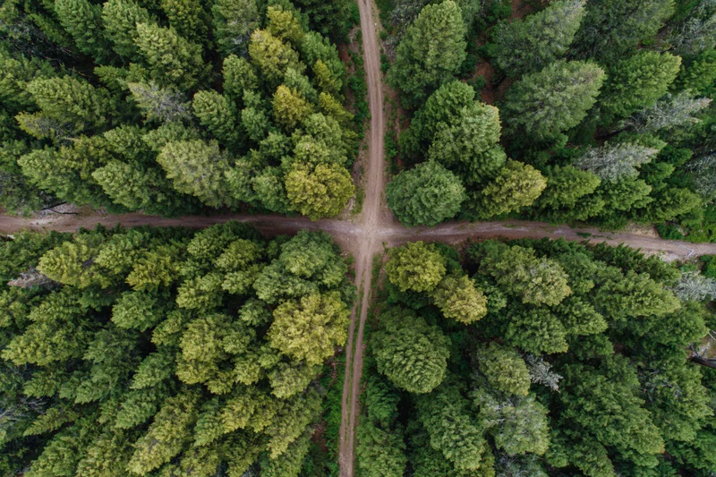 Aerial top-down view of a dense conifer forest with intersecting dirt paths forming a crossroads