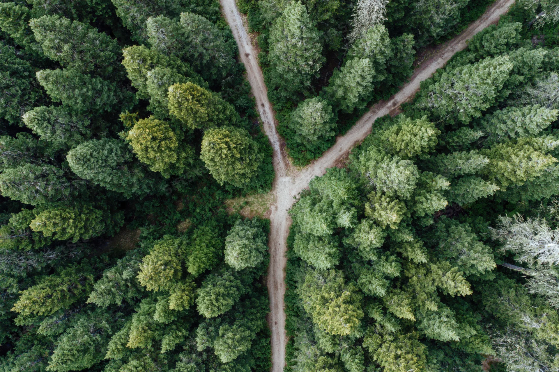 Aerial top-down view of a forked dirt path through a dense conifer forest