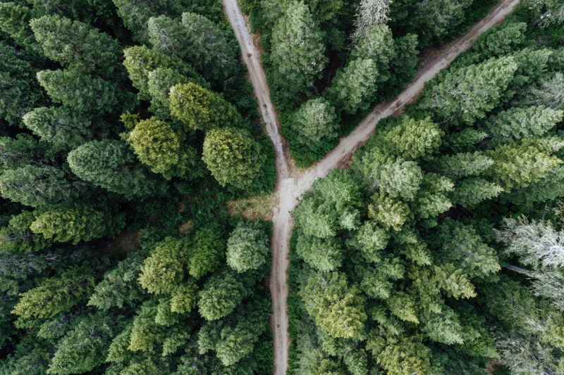Aerial top-down view of a forked dirt path through a dense conifer forest
