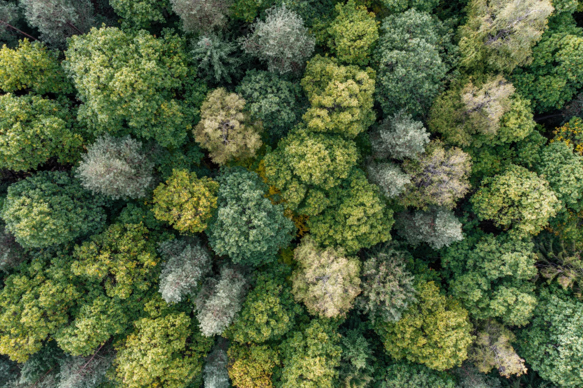 Aerial top-down view of dense mixed forest canopy with varied green foliage