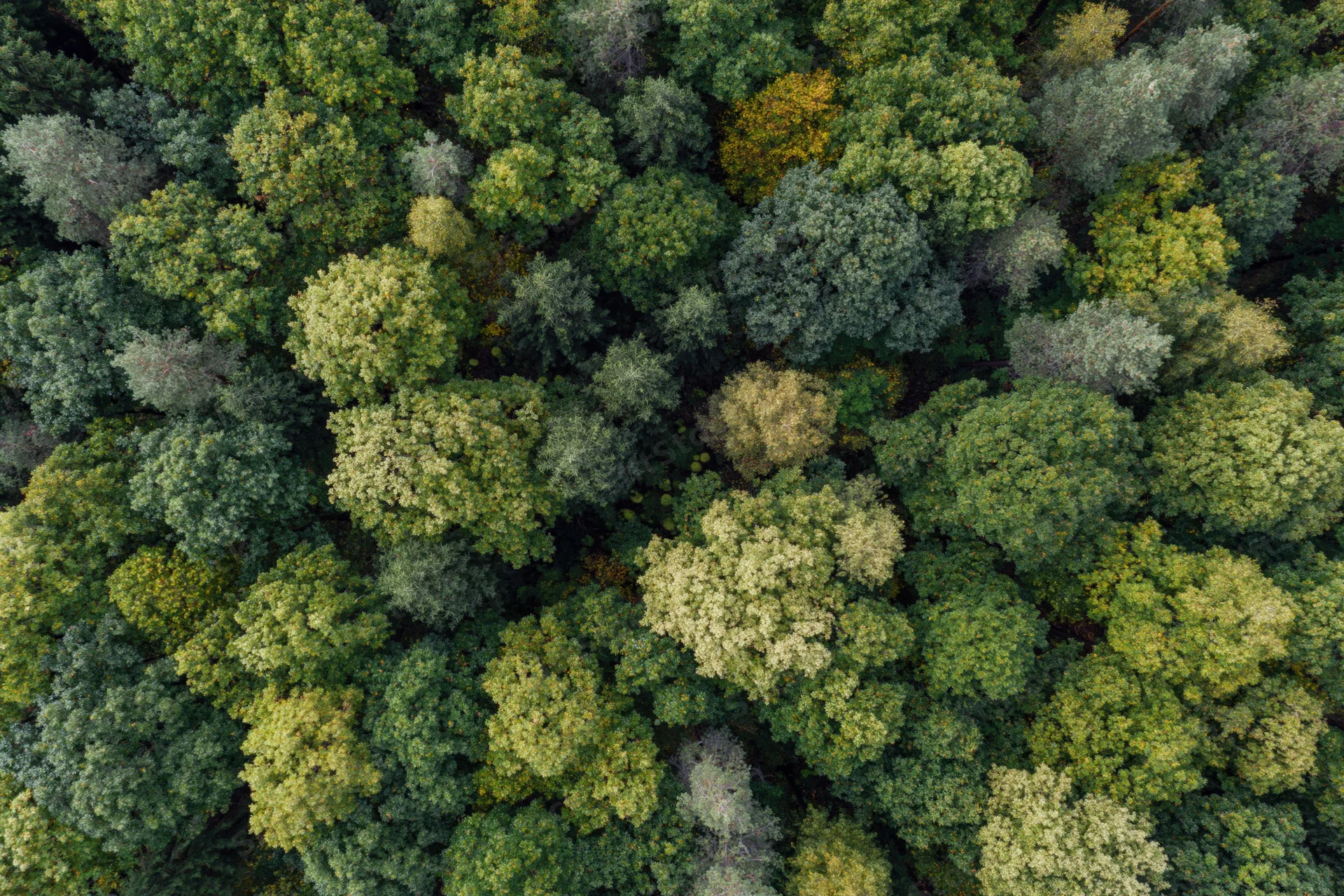 Aerial top-down view of dense mixed forest canopy with varied green foliage