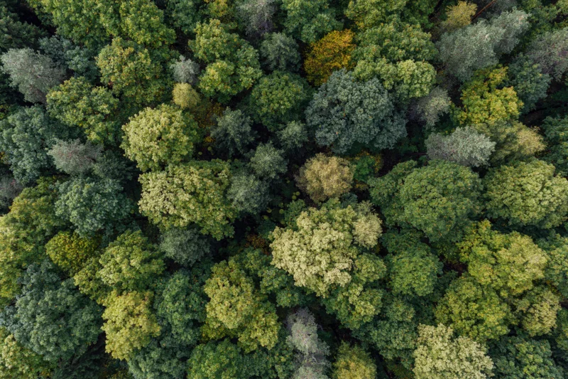 Aerial top-down view of dense mixed forest canopy with varied green foliage