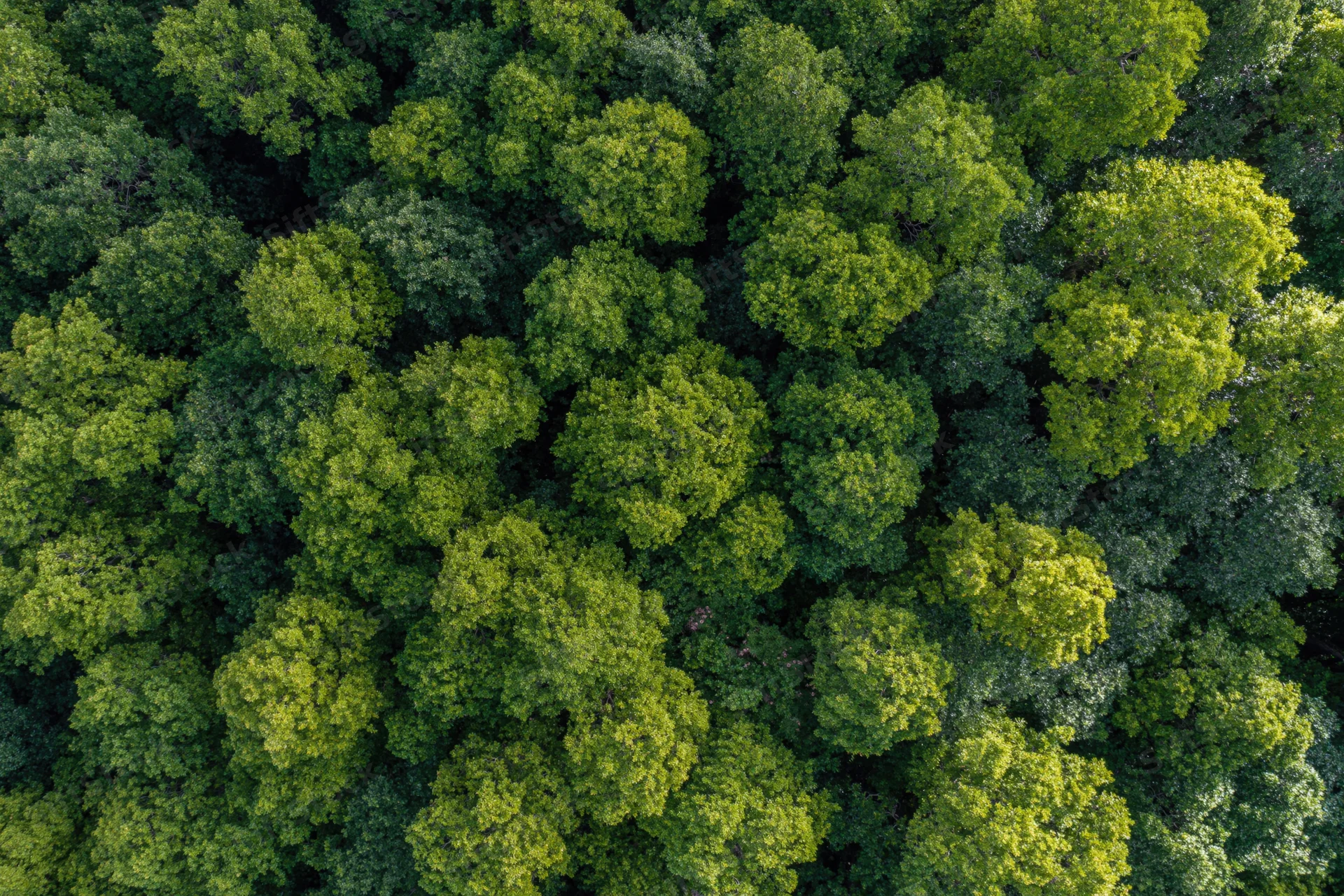 Aerial top-down view of dense temperate forest canopy filled with green trees