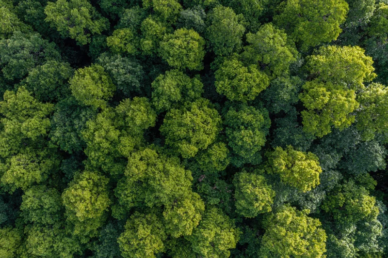 Aerial top-down view of dense temperate forest canopy filled with green trees