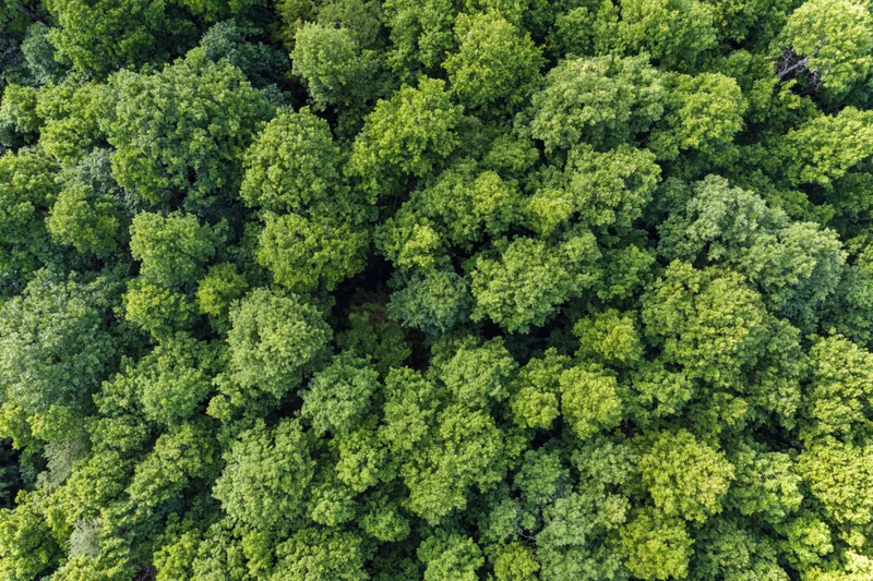 Aerial top-down view of dense temperate forest canopy filled with green treetops