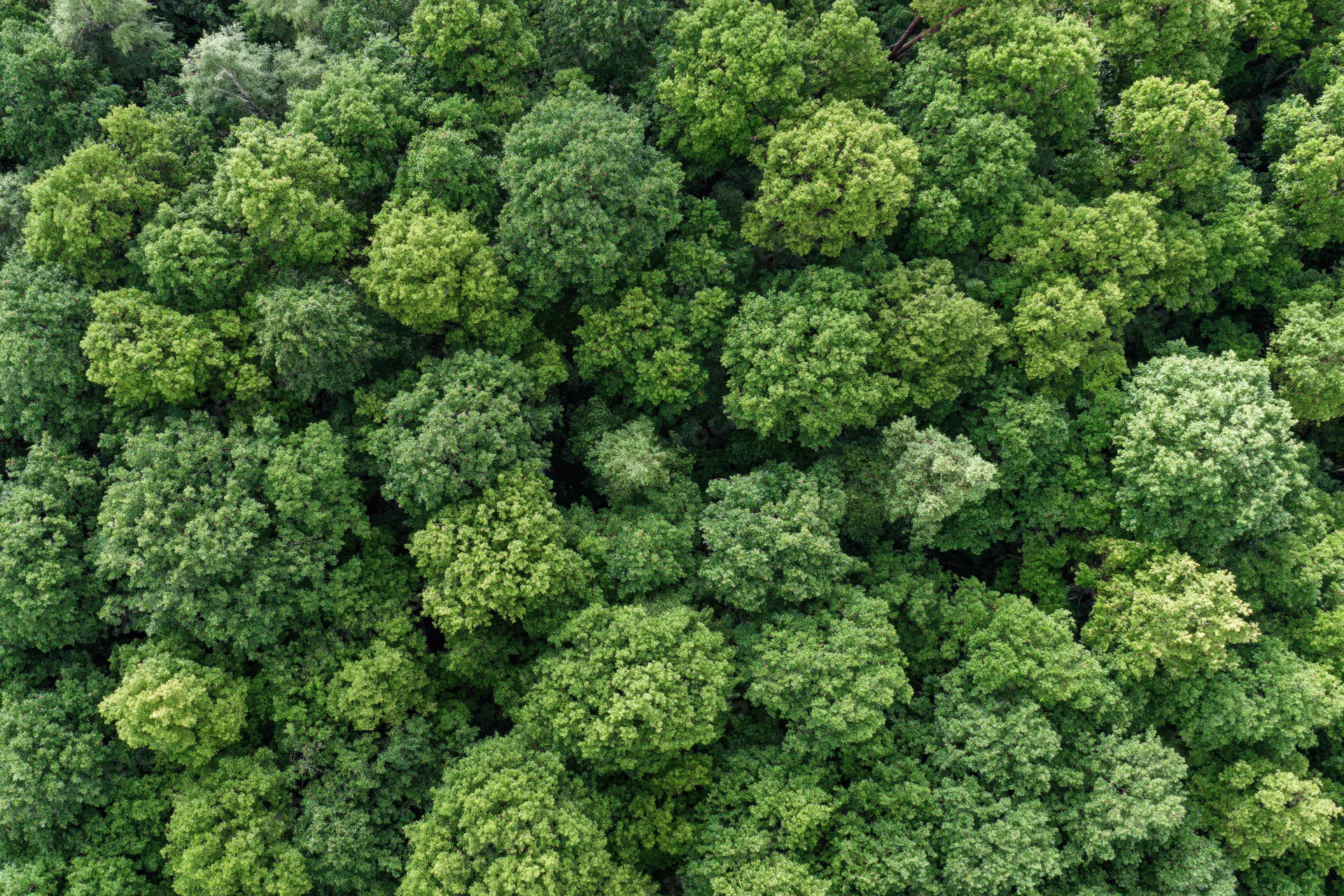 Aerial top-down view of dense temperate forest canopy filled with green trees and foliage