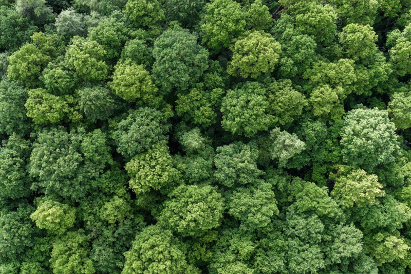 Aerial top-down view of dense temperate forest canopy filled with green trees and foliage