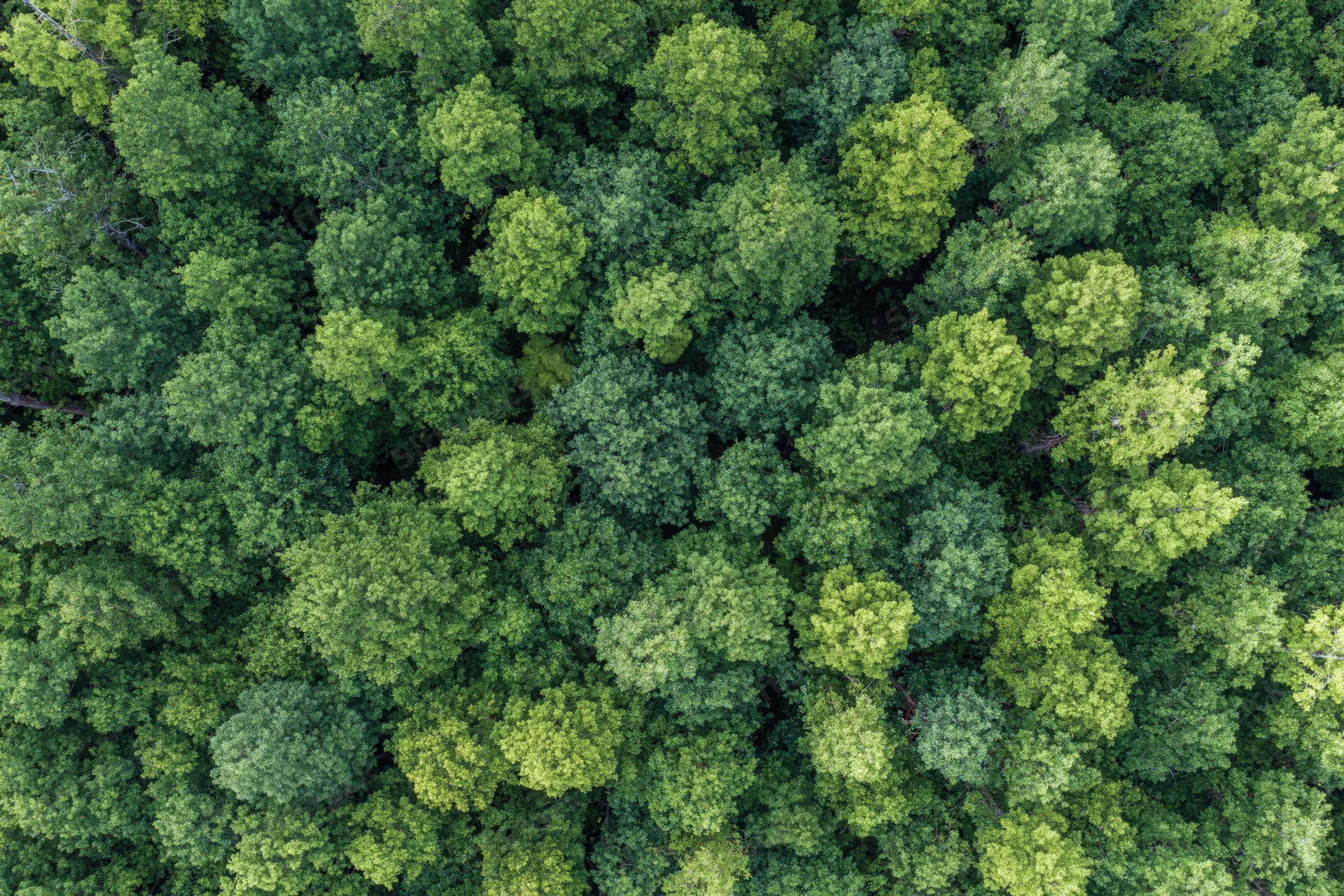 Aerial top-down view of dense temperate forest canopy filled with green treetops