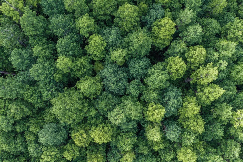 Aerial top-down view of dense temperate forest canopy filled with green treetops