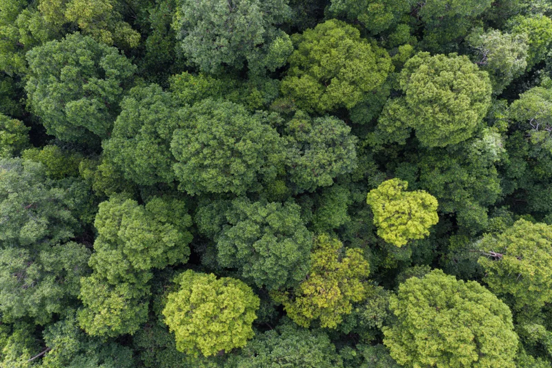 Aerial top-down view of dense tropical forest canopy trees