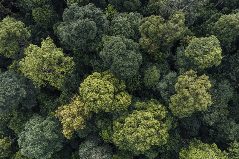 Aerial top-down view of dense tropical forest canopy trees