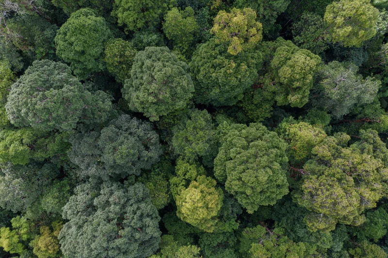 Aerial top-down view of dense tropical forest canopy trees