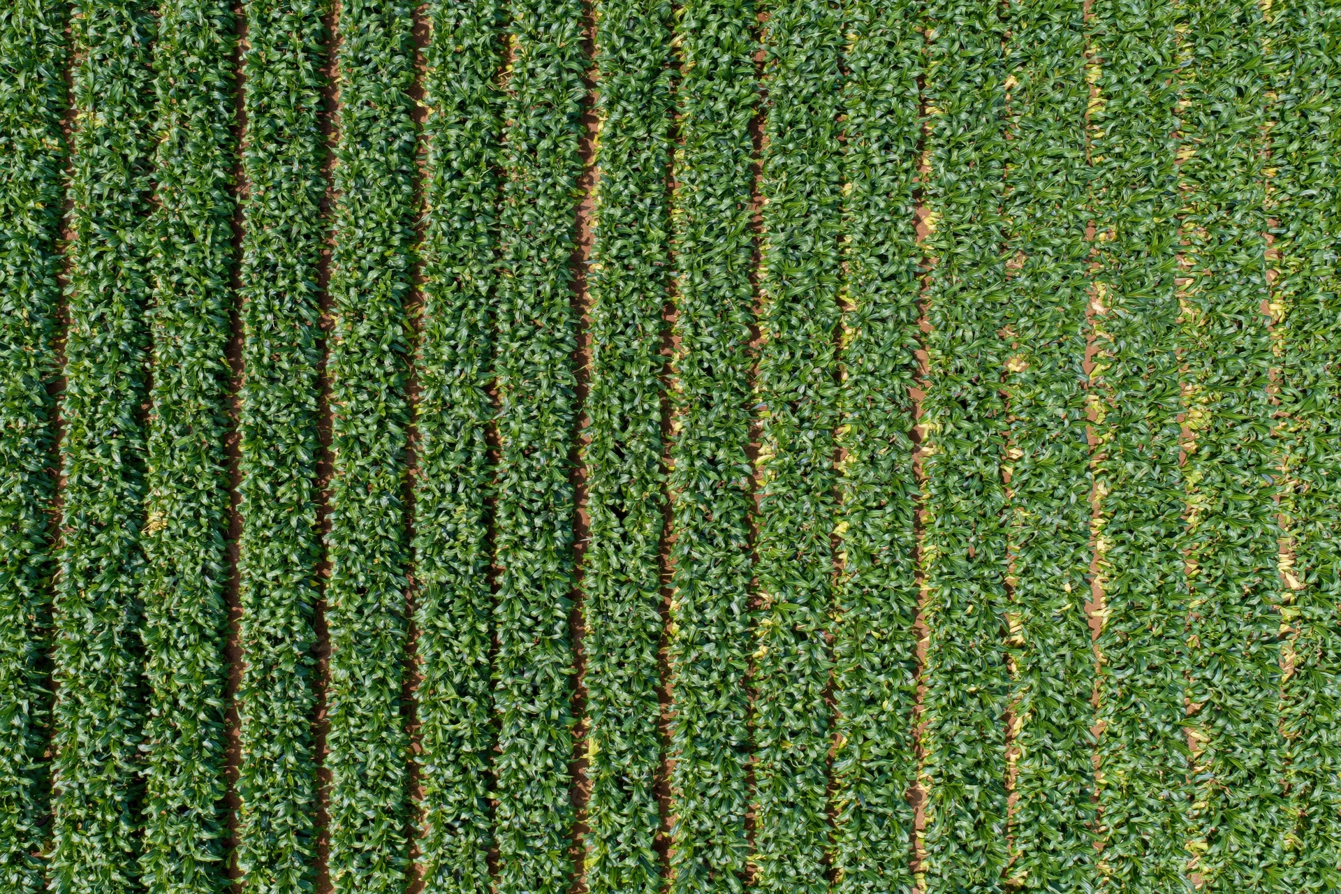 Aerial top-down view of a large crop field with dense parallel rows of green plants growing in cultivated soil