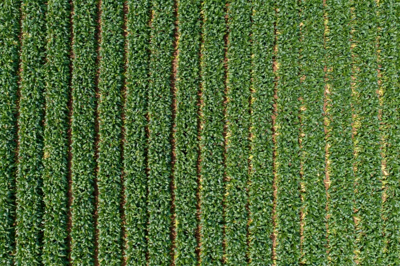 Aerial top-down view of a large crop field with dense parallel rows of green plants growing in cultivated soil
