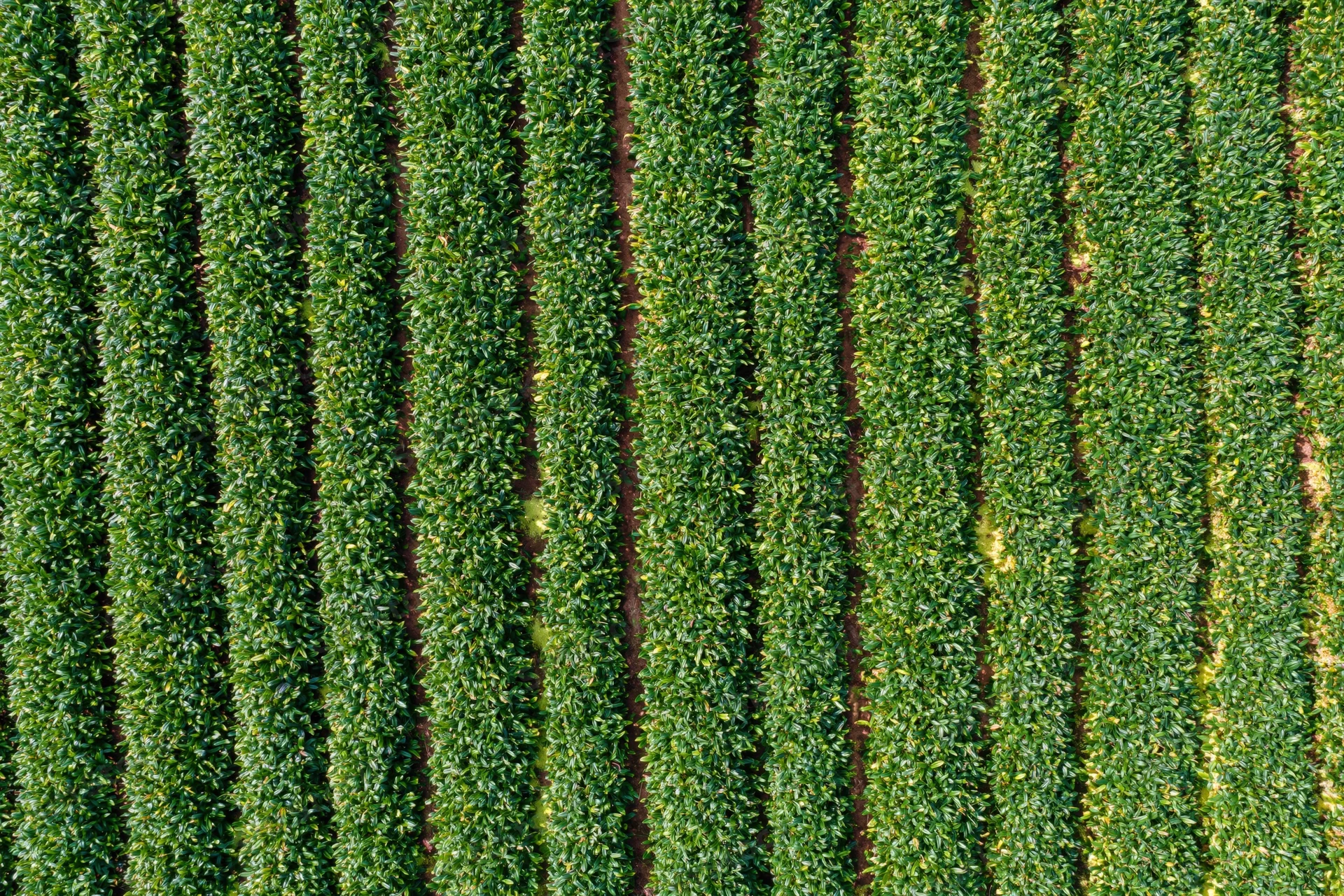 Aerial top-down view of a large crop field with dense parallel rows of green vegetation