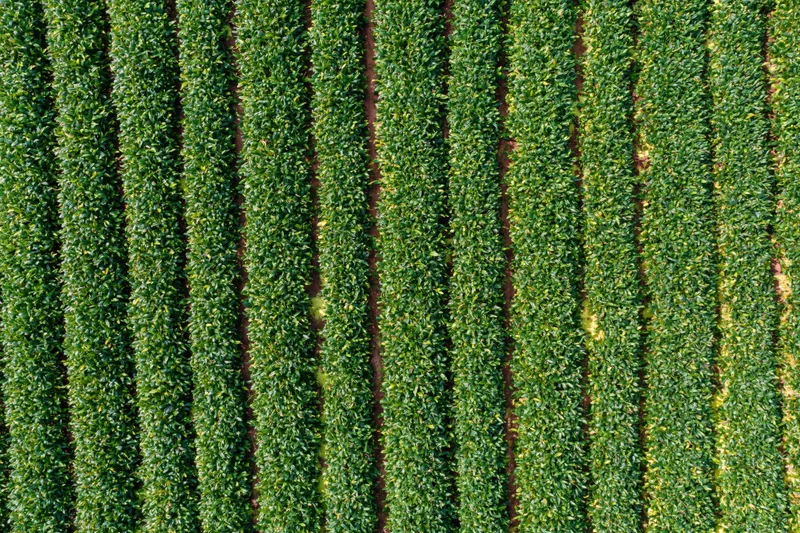 Aerial top-down view of a large crop field with dense parallel rows of green vegetation