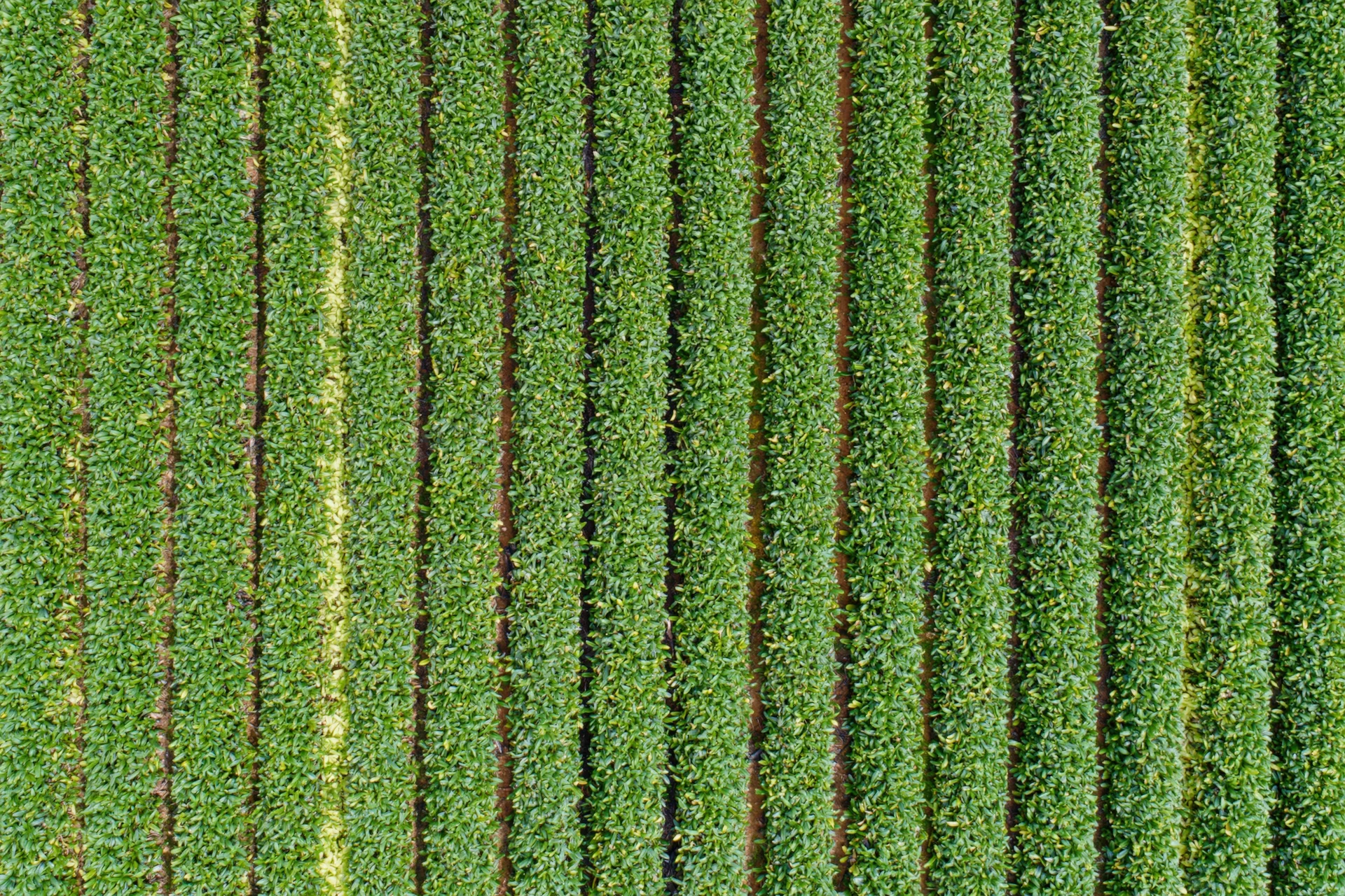 Aerial top-down view of a crop field with dense parallel rows of green plants