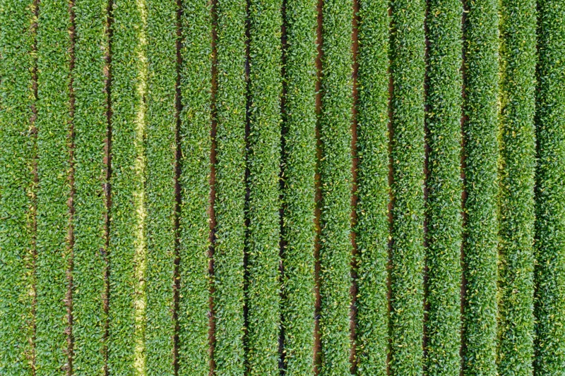 Aerial top-down view of a crop field with dense parallel rows of green plants