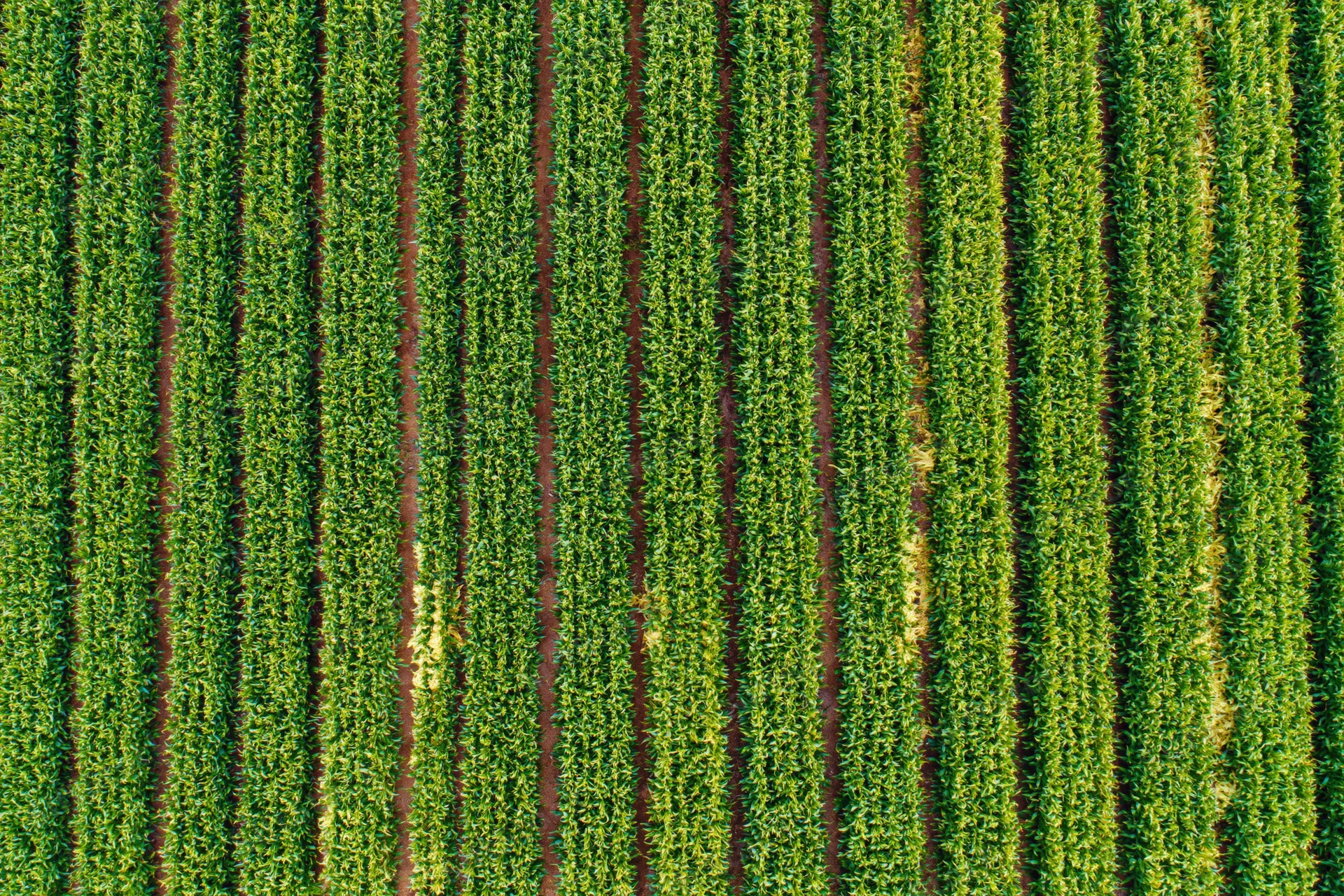 Aerial top-down view of a large crop field with dense parallel rows of green vegetation