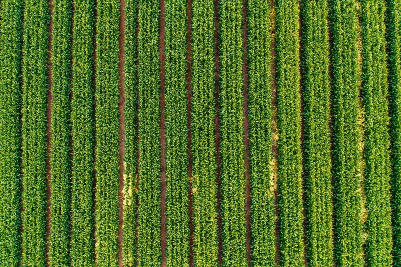 Aerial top-down view of a large crop field with dense parallel rows of green vegetation