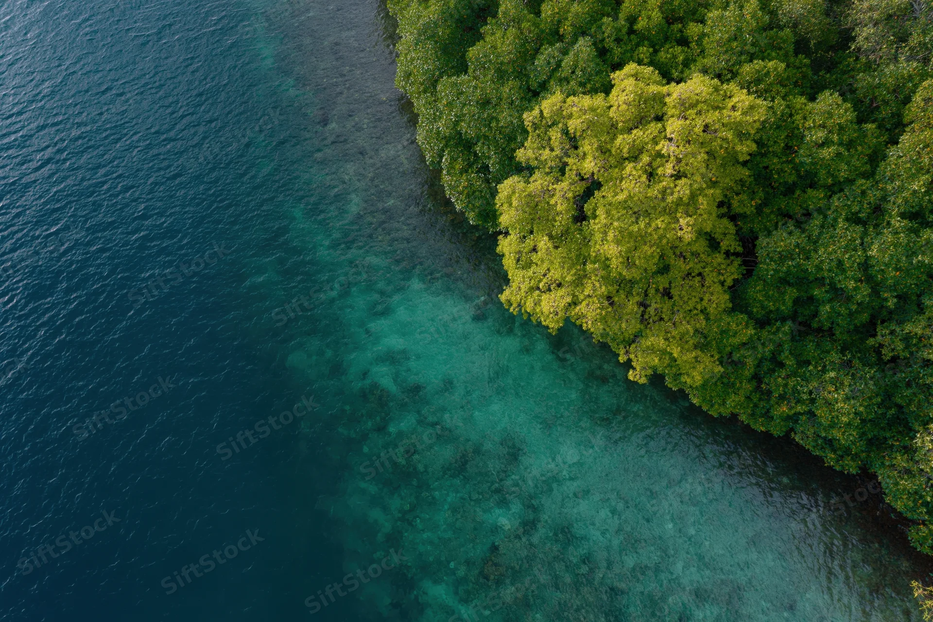 Aerial top-down view of mangrove forest meeting shallow turquoise water along coastline