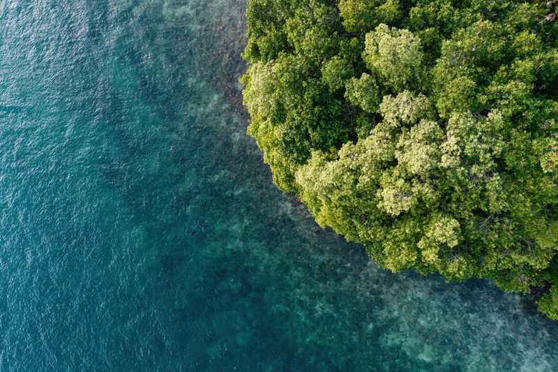 Aerial top-down view of mangrove trees meeting shallow ocean water along a coastal shoreline