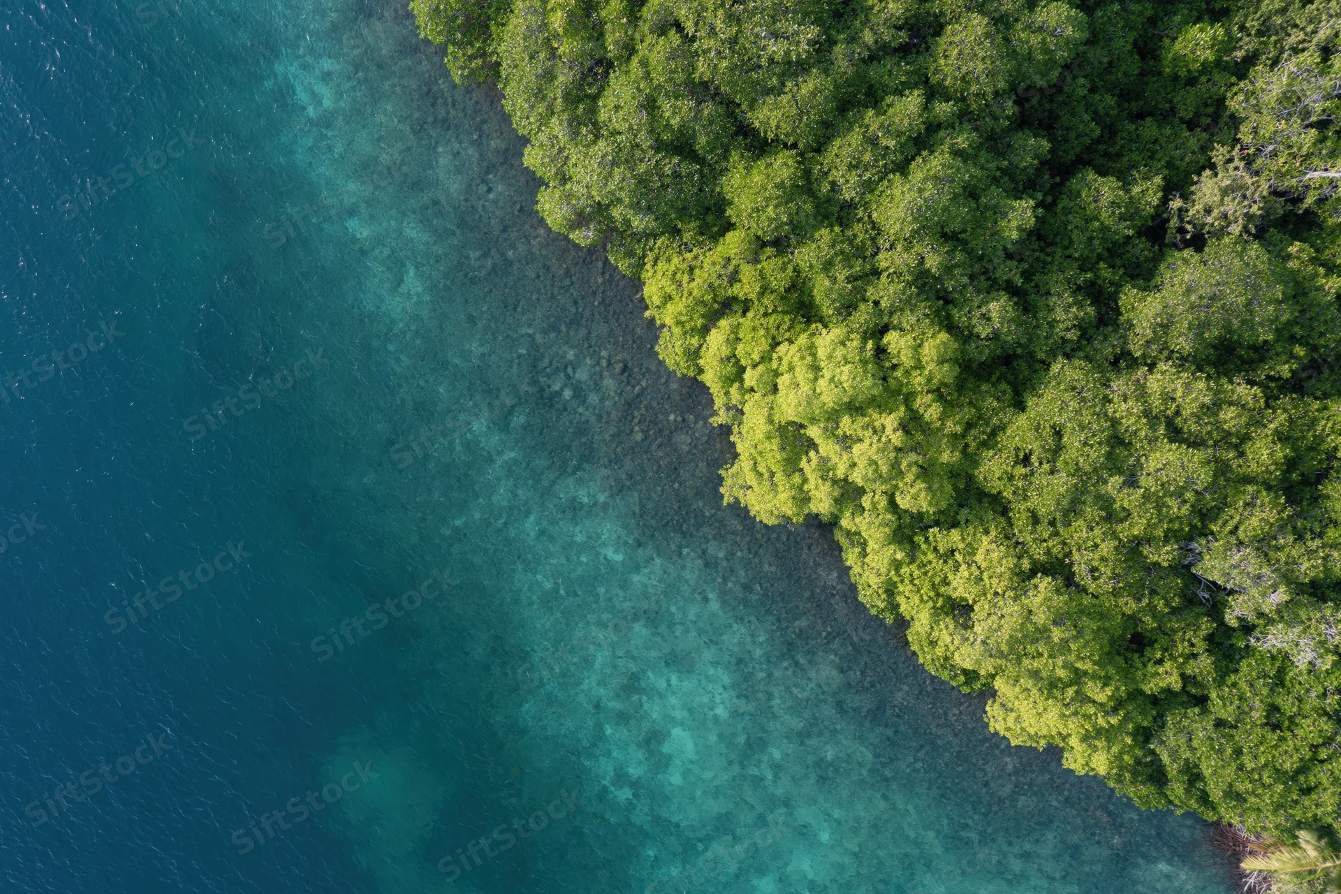 Aerial top-down view of mangrove forest meeting shallow ocean water along a tropical coastline