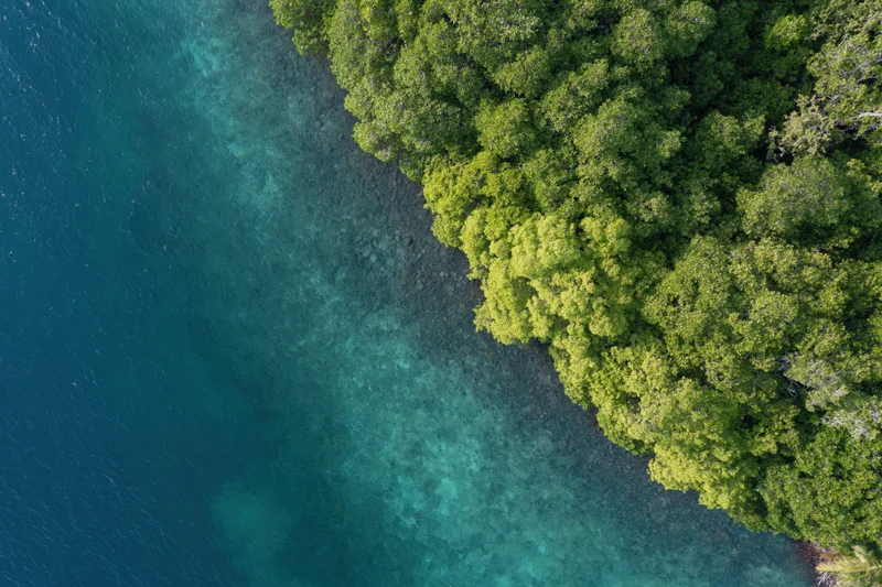 Aerial top-down view of mangrove forest meeting shallow ocean water along a tropical coastline
