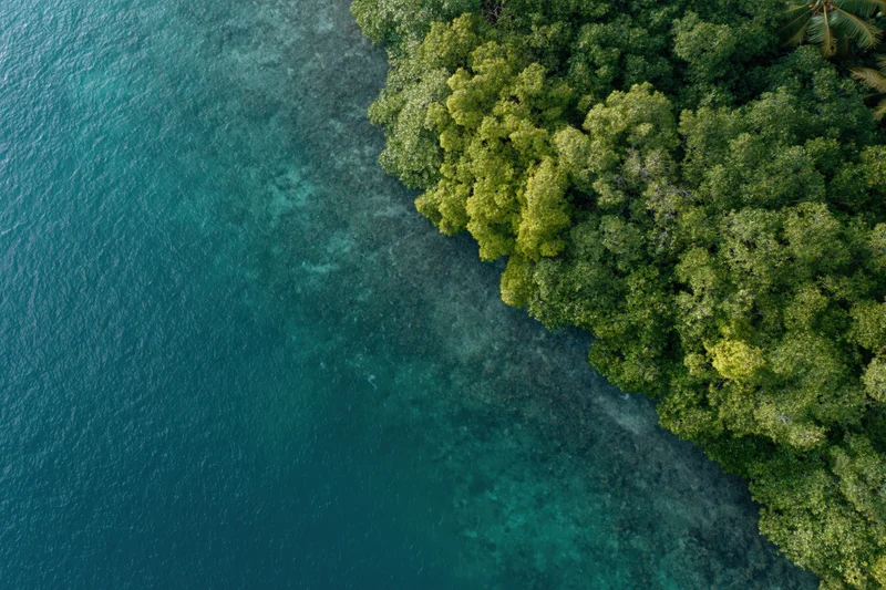 Aerial top-down view of mangrove forest meeting shallow turquoise ocean