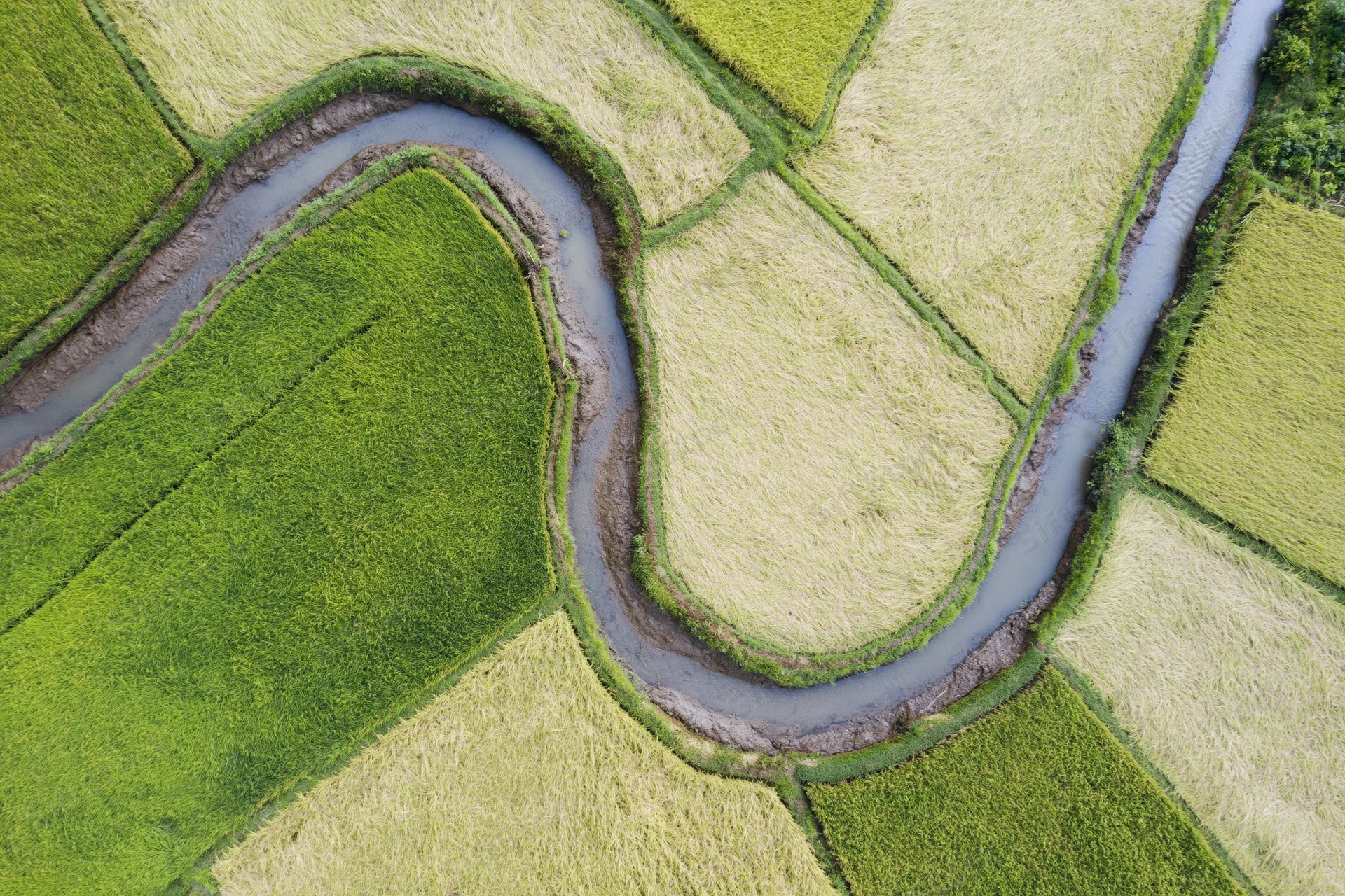 Winding river snaking through rice paddies from aerial top-down view
