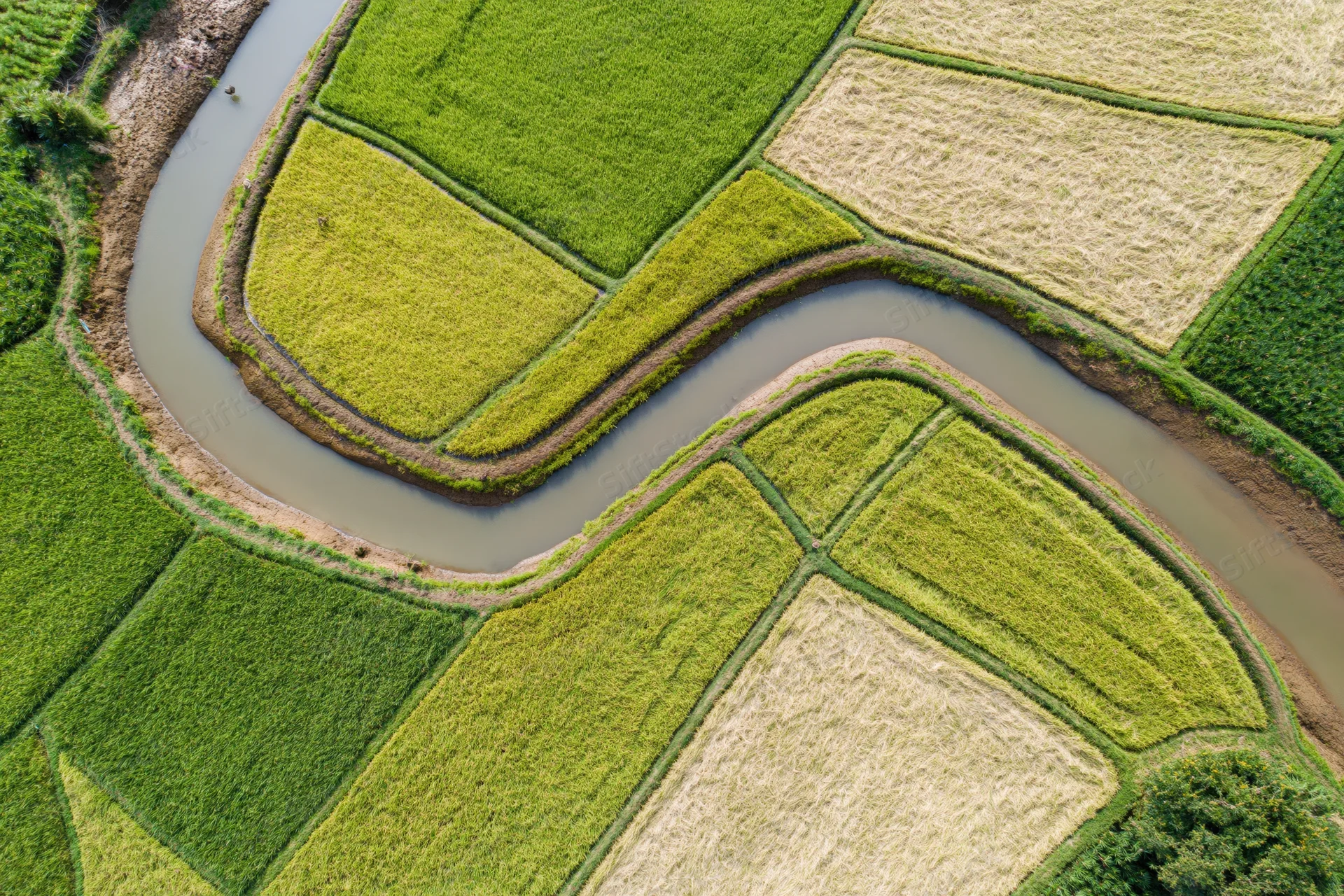 Winding river flowing through segmented rice paddies in a rural agricultural landscape
