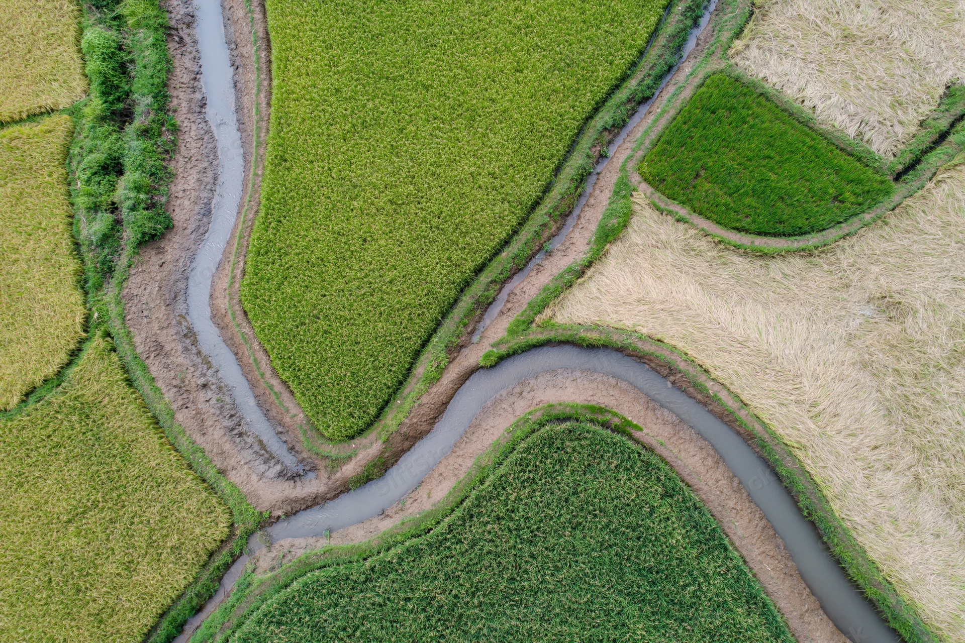 Winding river snaking through rice paddies and farmland from above