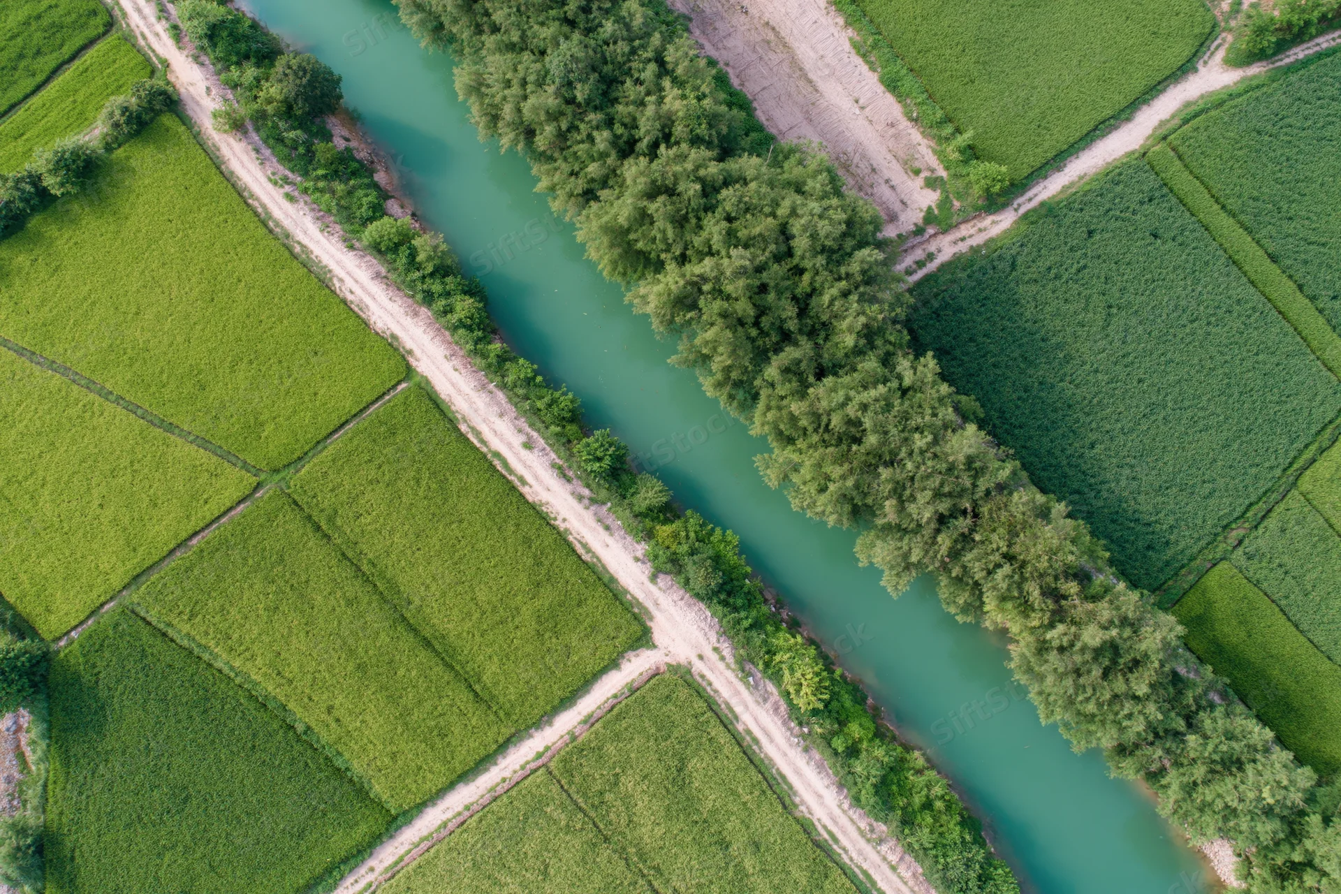 Aerial top-down view of rice fields and irrigation canal in rural farmland