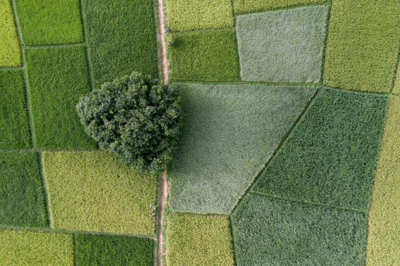 Aerial top-down view of patchwork rice paddies in various stages of growth across a rural landscape