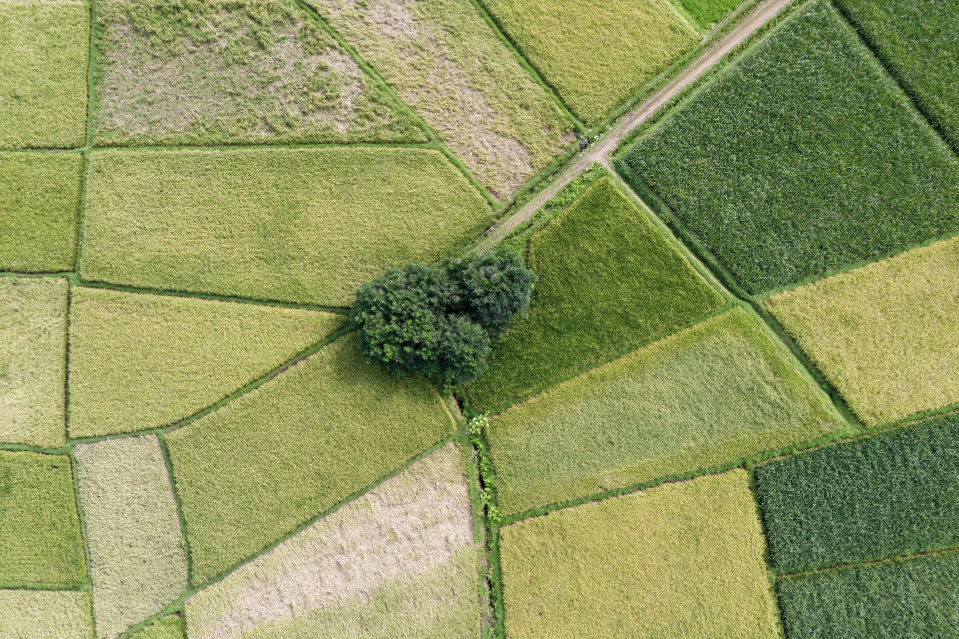 Aerial top-down view of patchwork rice paddies in various stages of growth across rural farmland