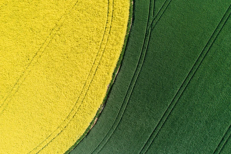 Aerial top-down view of adjacent canola and green crop fields showing curved furrows and color contrast