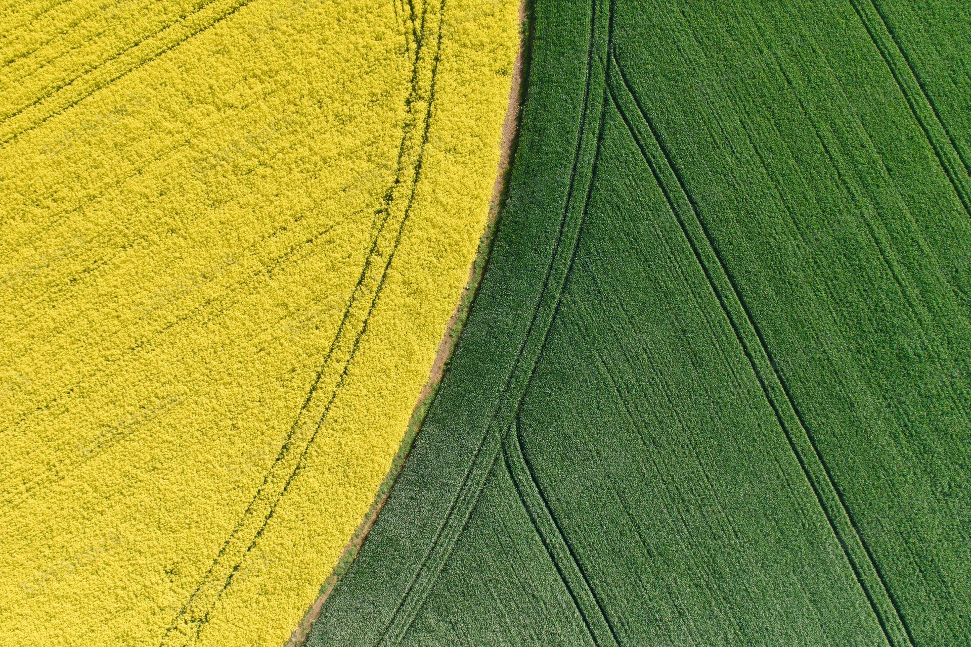 Aerial top-down view of adjacent canola and green crop fields divided by a curved boundary
