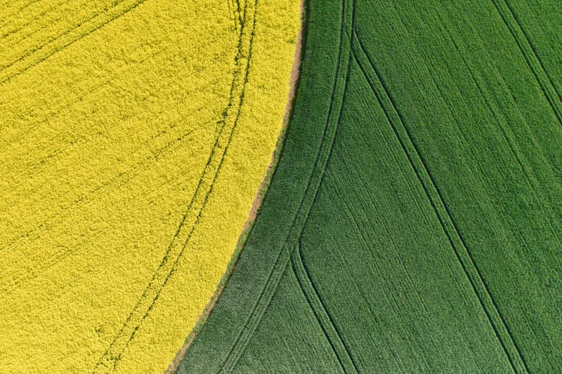 Aerial top-down view of adjacent canola and green crop fields divided by a curved boundary