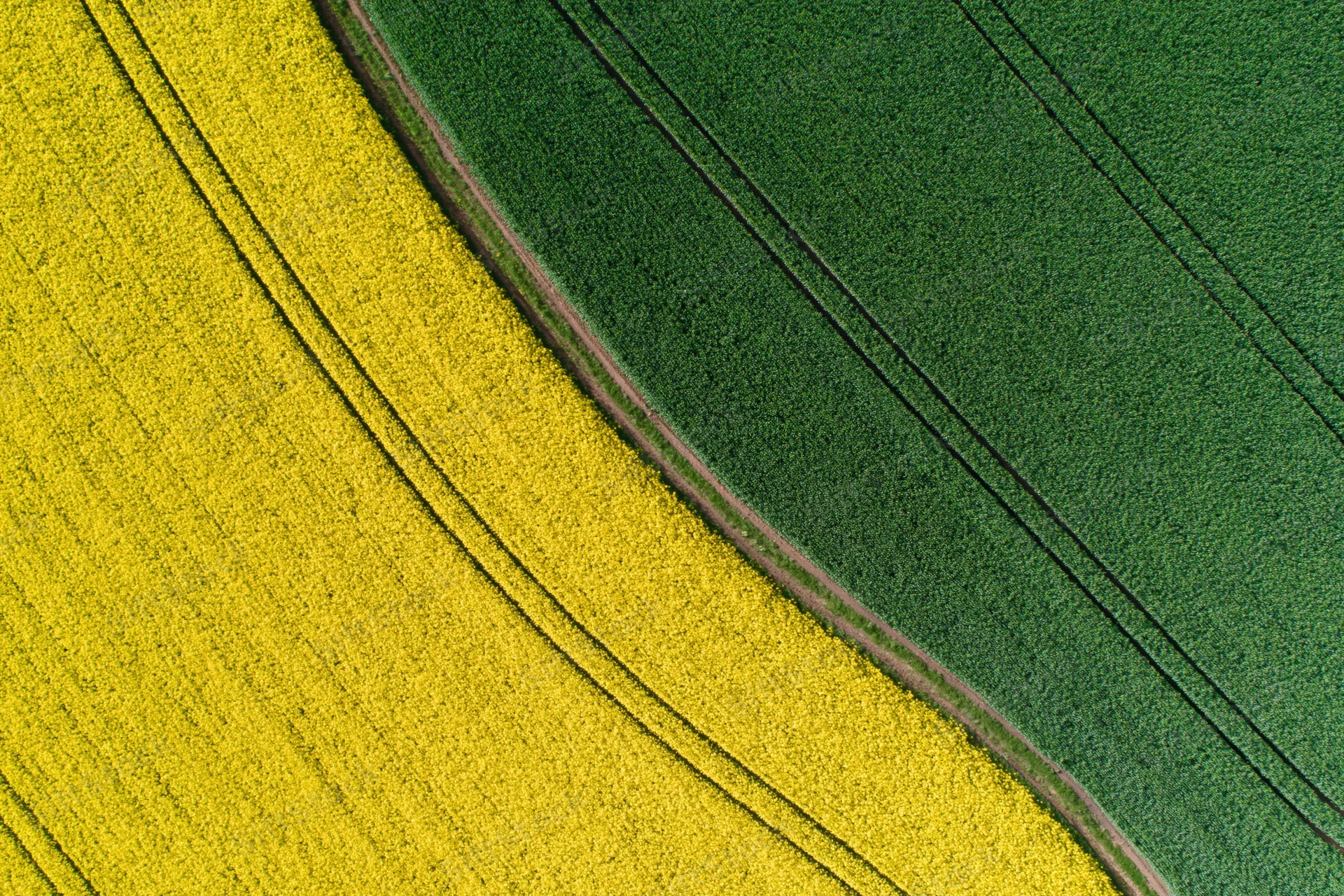 Aerial top-down view of adjacent canola and green crop fields divided by a dirt path