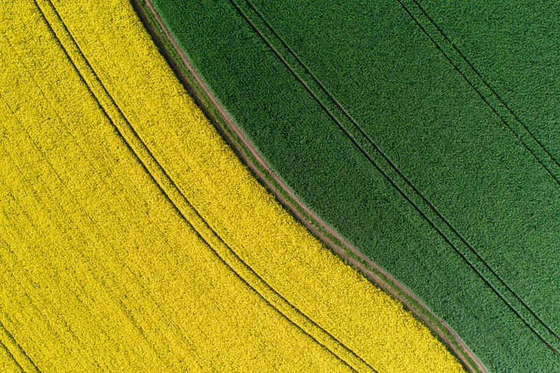 Aerial top-down view of adjacent canola and green crop fields divided by a dirt path