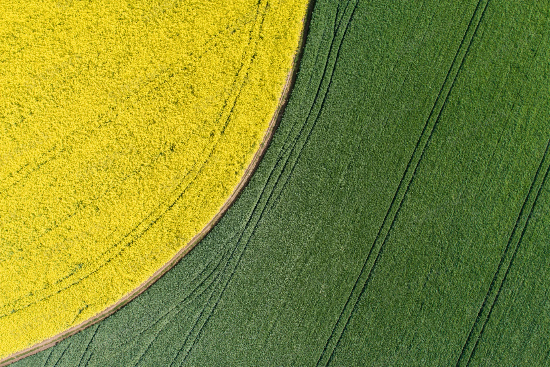 Aerial top-down view of adjacent canola and green crop fields forming a curved boundary