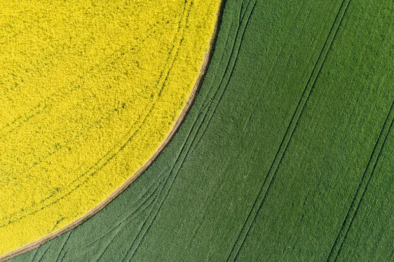 Aerial top-down view of adjacent canola and green crop fields forming a curved boundary