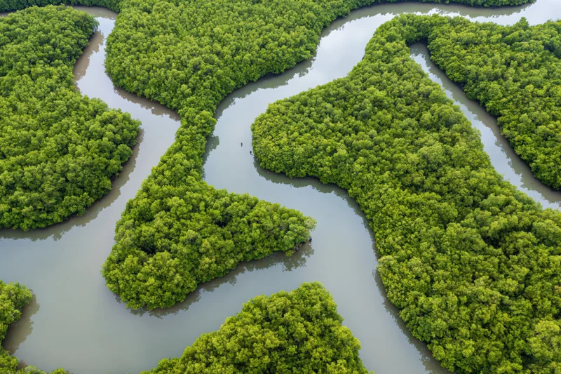 Aerial view of dense mangrove forest with winding tidal channels in a coastal delta