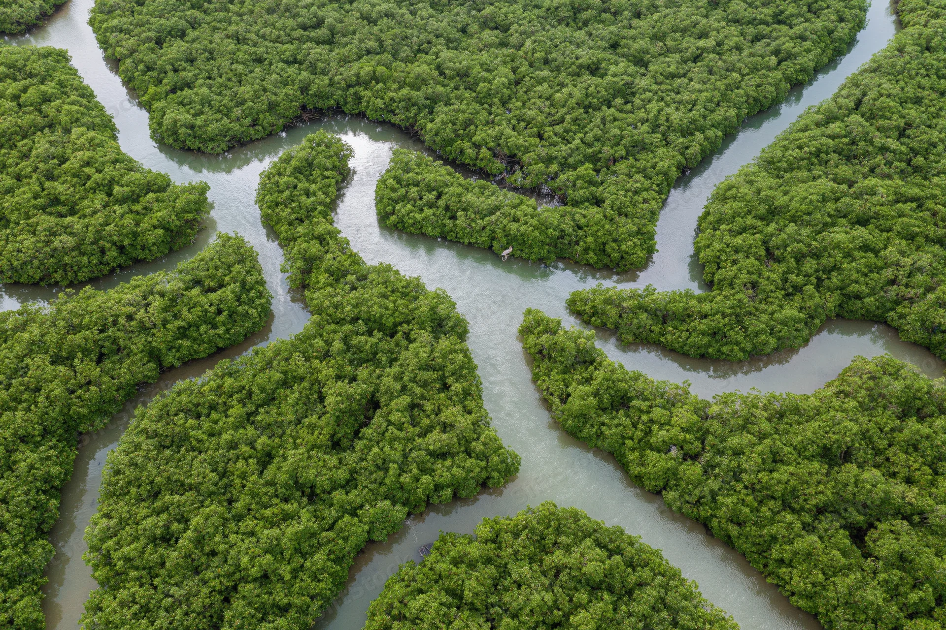 Aerial view of dense mangrove forest with winding tidal channels