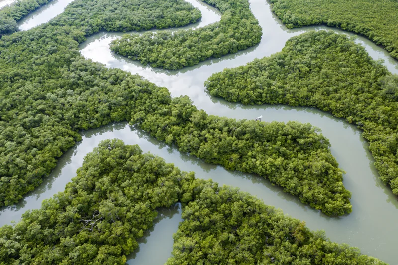 Aerial view of dense mangrove forest with winding tidal channels