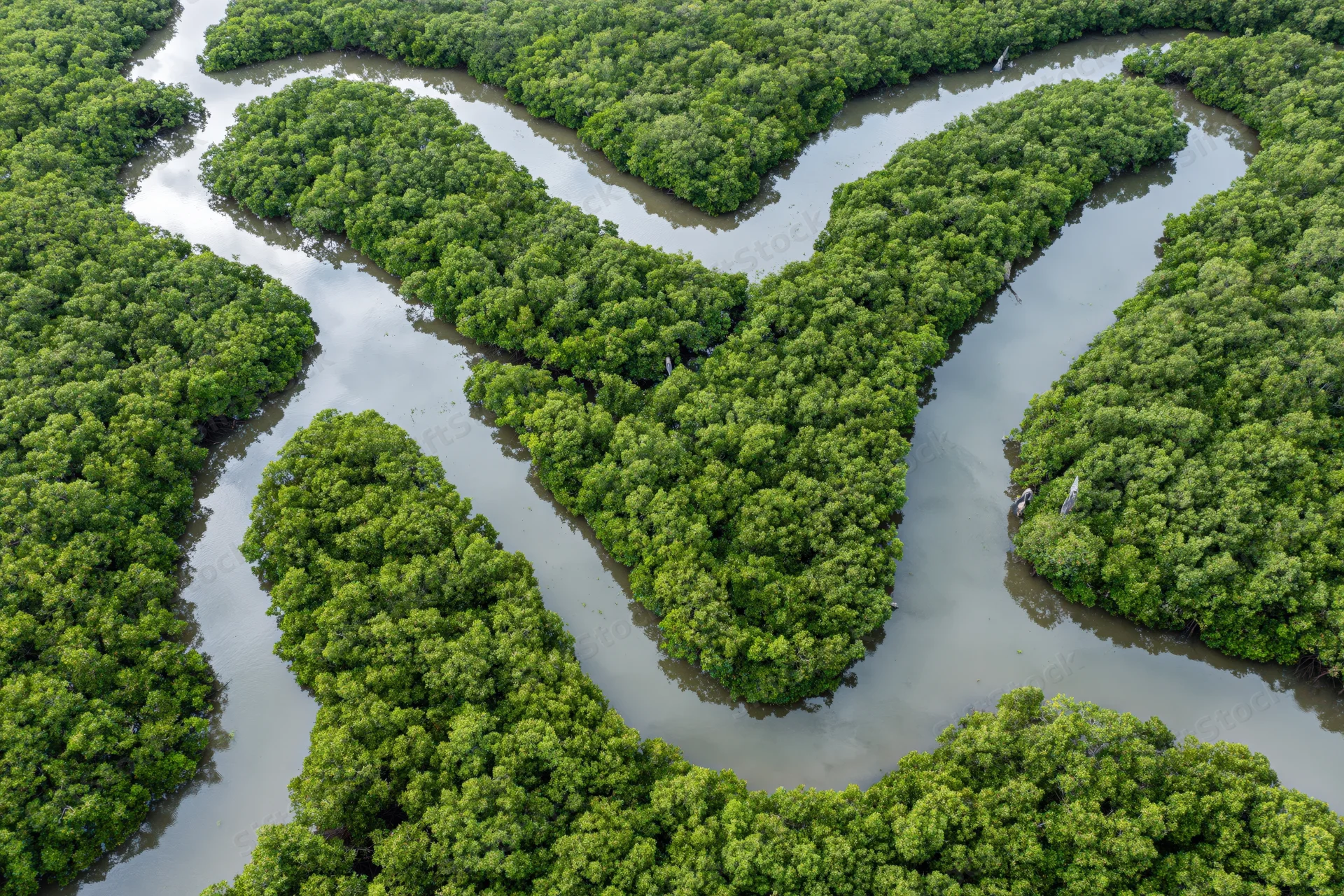 Aerial view of a dense mangrove forest with winding tidal channels