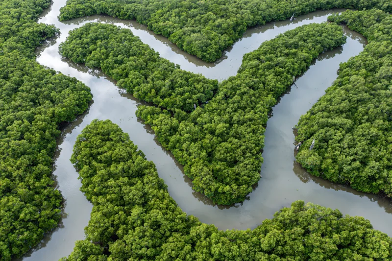 Aerial view of a dense mangrove forest with winding tidal channels