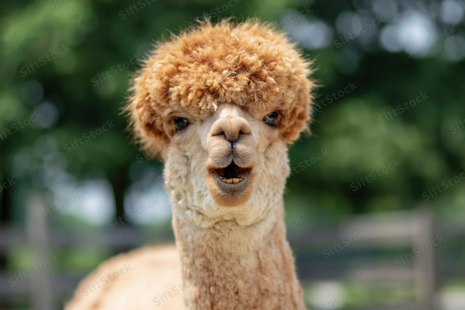 Alpaca facing camera with mouth slightly open in a fenced outdoor enclosure